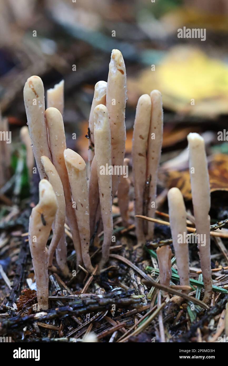 Clavariadelphus sachalinensis, a strap coral fungus from Finland, no common English name Stock Photo