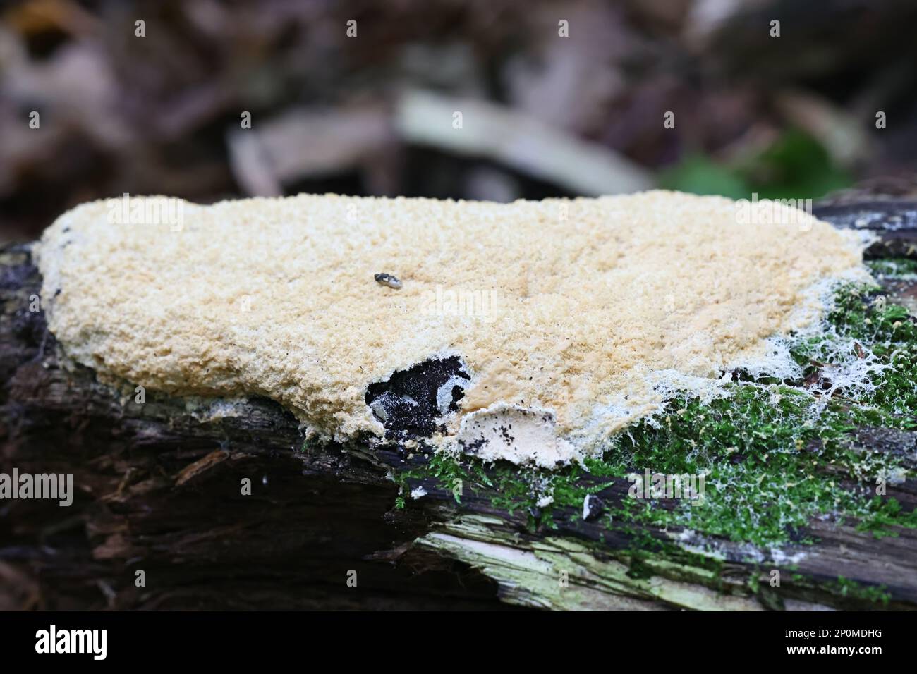 Fuligo septica var. candida, known as scrambled egg slime mold and dog vomit slime mold Stock Photo