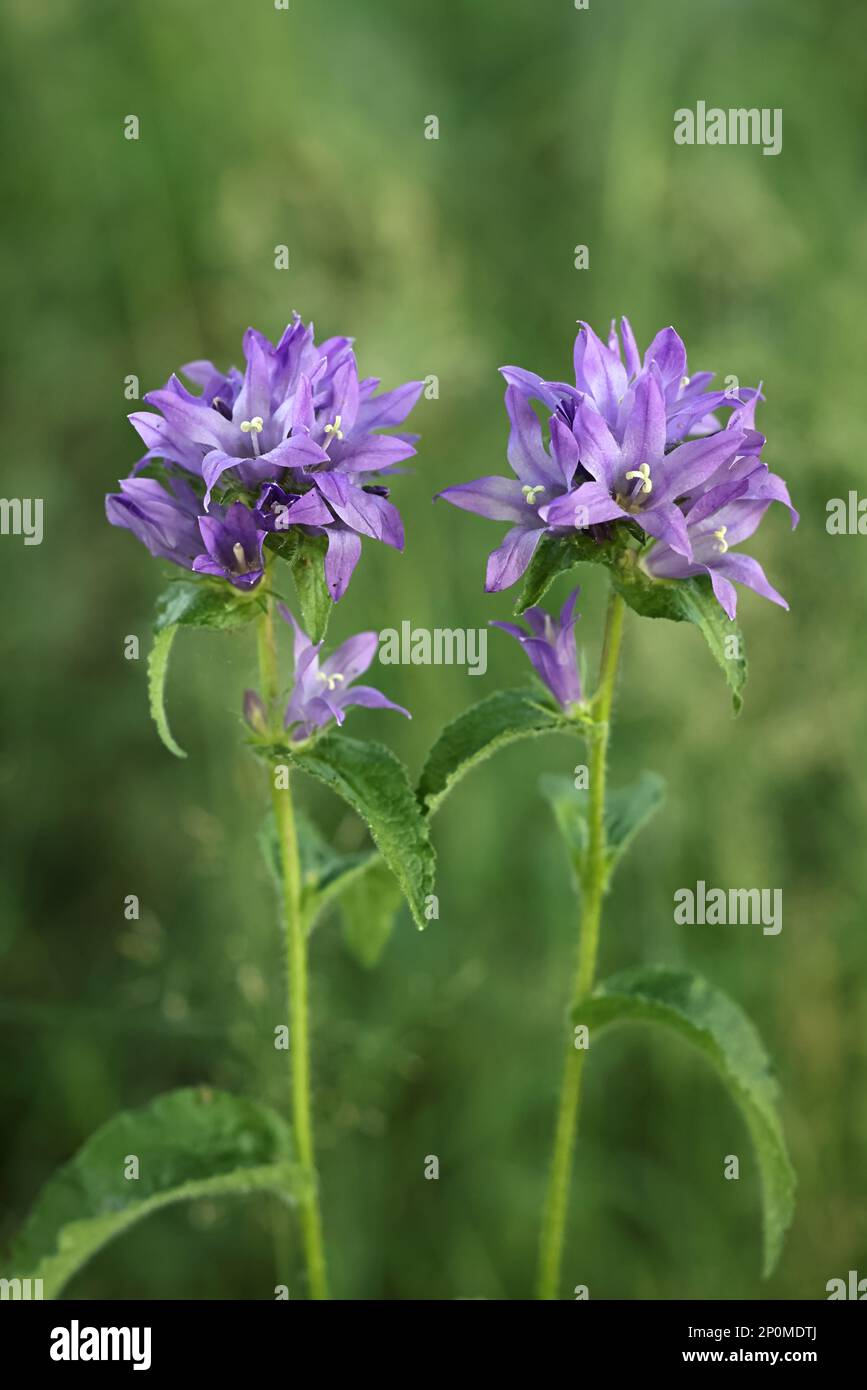 Campanula glomerata, commonly known as Clustered Bellflower, wild flowering plant from Finland Stock Photo