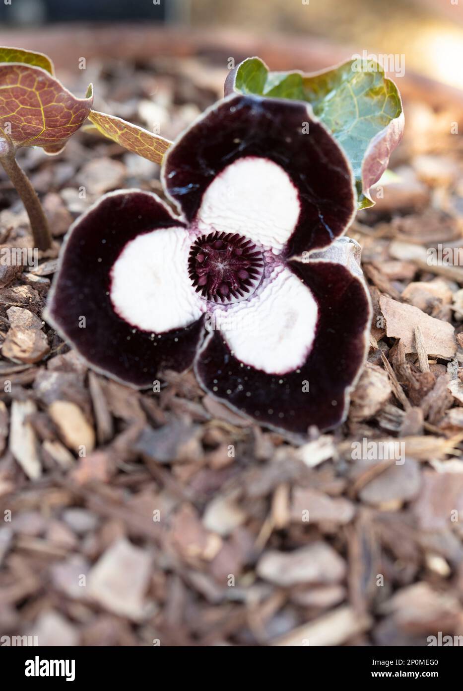 Close up flowering plant portrait of Asarum arifolium 'The Giant’, jug plant 'The Giant’ Stock Photo
