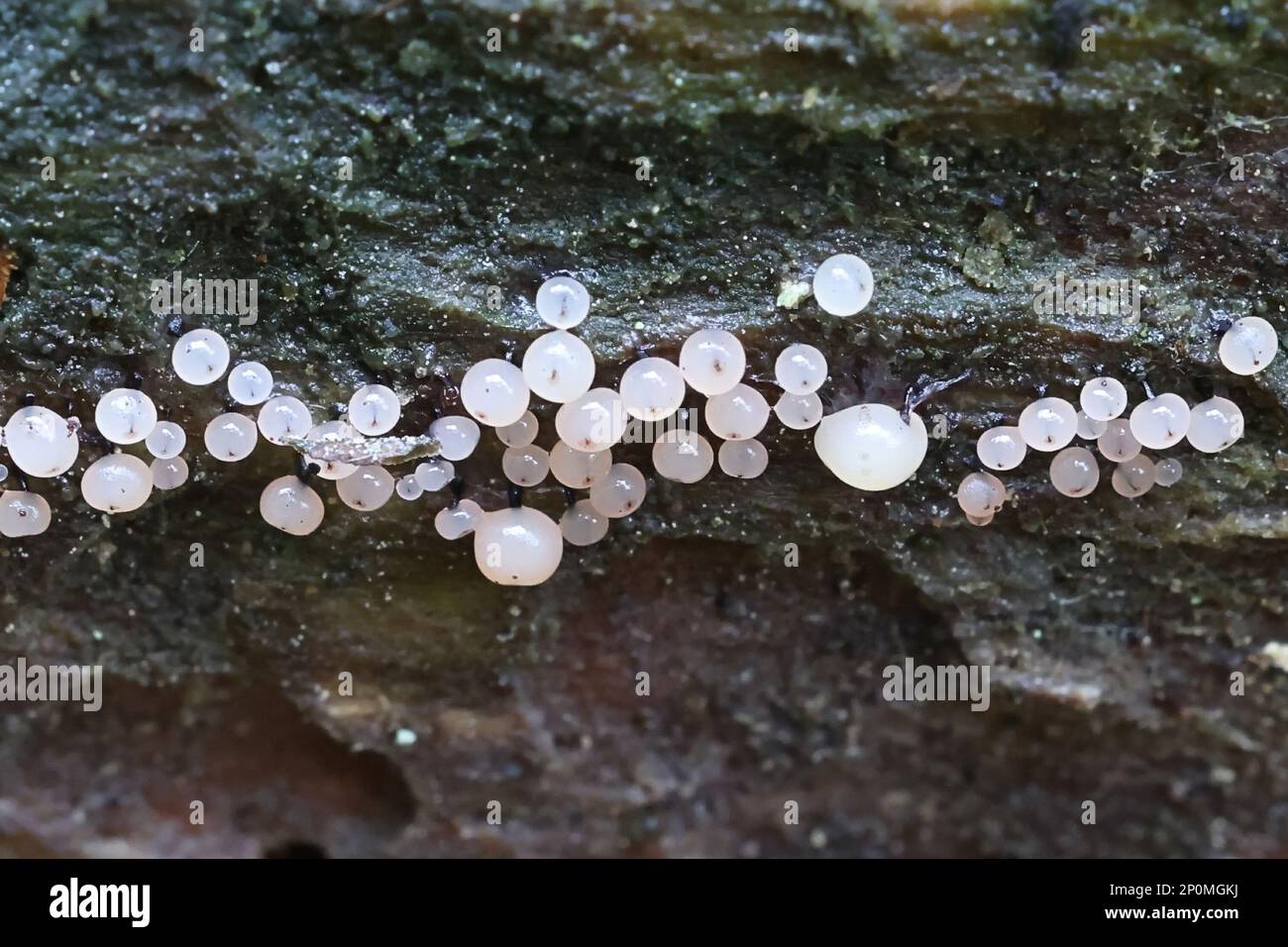 Enerthenema papillatum, a slime mold from Finland, no common English name Stock Photo