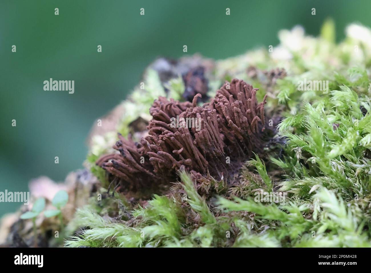 Stemonitis herbatica, a tube slime mold from Finland, no common English name Stock Photo