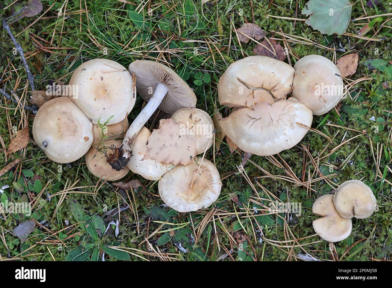 Pholiota lenta, known as slimy scalycap or slimy Pholiota, wild