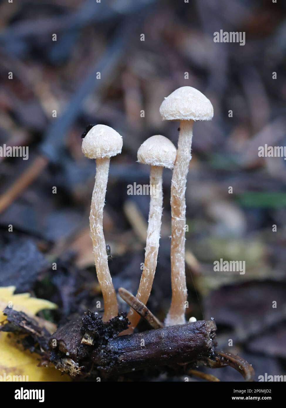Tubaria conspersa, commonly known as the felted twiglet, wild mushroom from Finland Stock Photo
