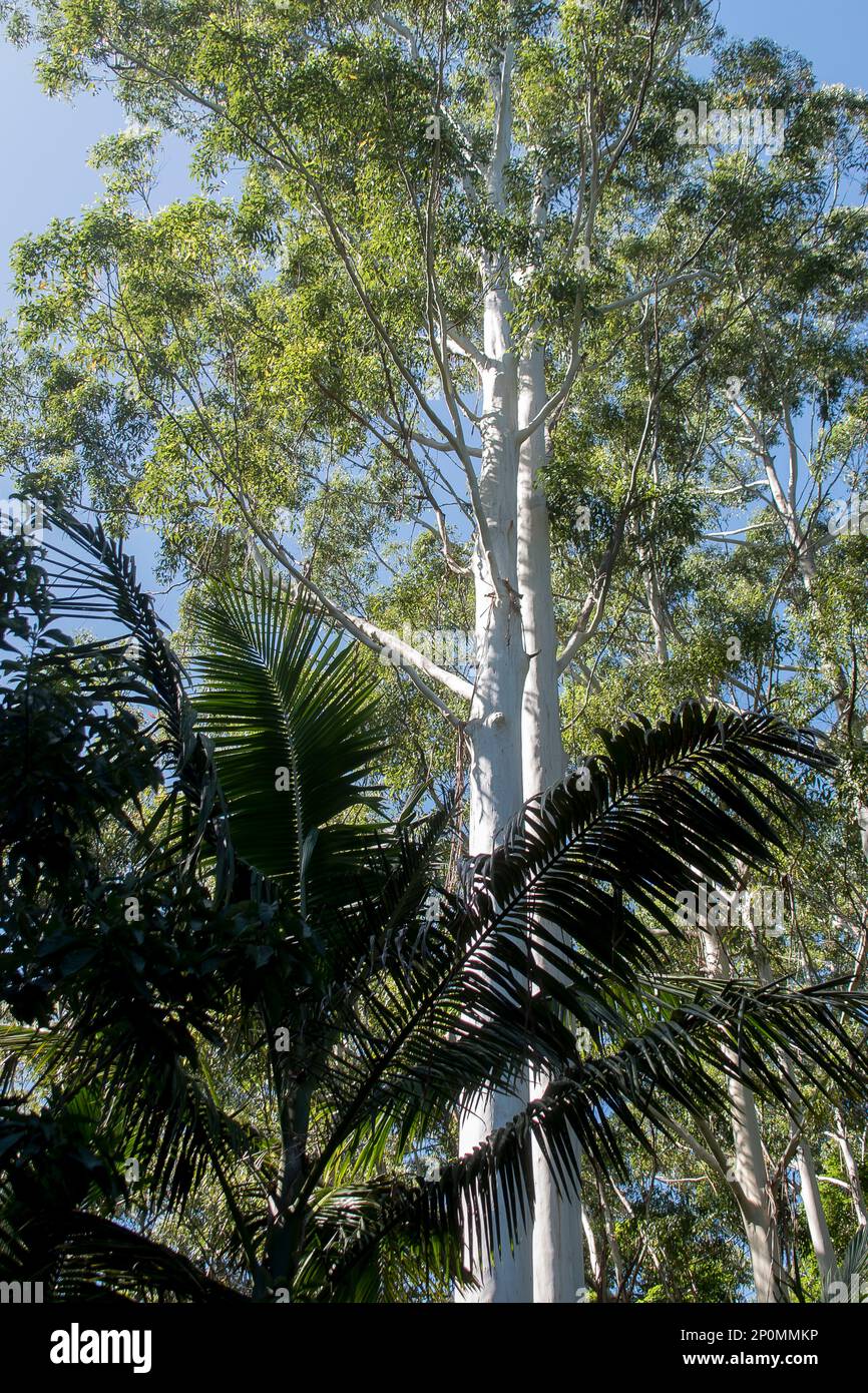 Contrasting trees in Australian subtropical rainforest. Dark fronds on Bangalow palm in front of towering eucalytus grandis with near white trunk. Qld. Stock Photo