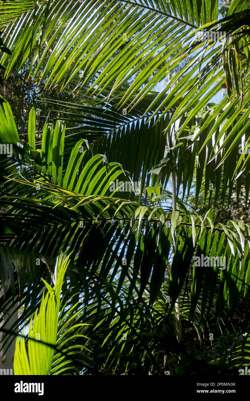 Fronds of Bangalow palms (Archontophoenix cunninghamiana) in understorey of lowland subtropical rainforest, Queensland, Australia. Sunny, summer. Stock Photo
