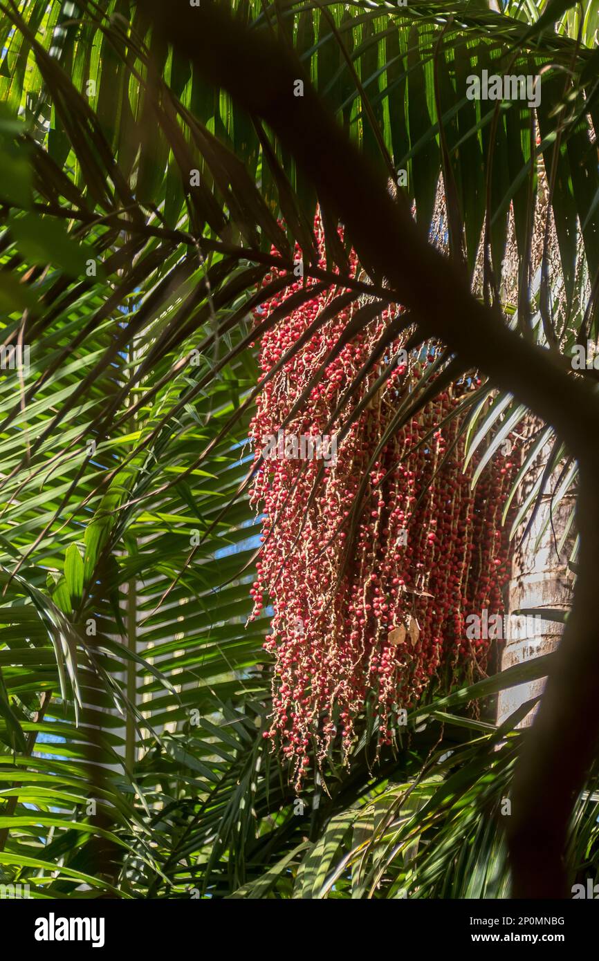 Close-up of bright red Seed head of Bangalow palm (Archontophoenix cunninghamiana),king palm, Illawara palm, piccabben.Rainforest, Qld, Australia. Stock Photo