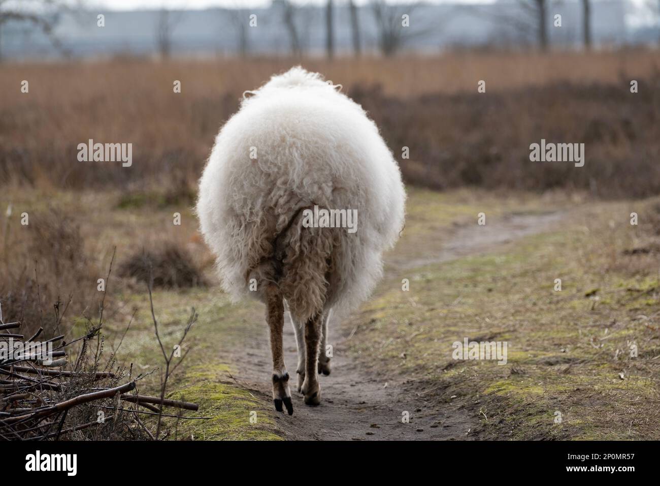 Beautiful Schoonebeker sheep on the heath in the Netherlands Stock Photo