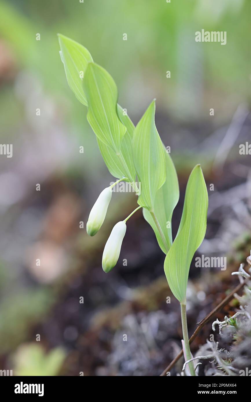 Polygonatum odoratum, commonly known as Angular Solomon's Seal or Scented Solomon’s-seal, wild poisonous plant from Finland Stock Photo