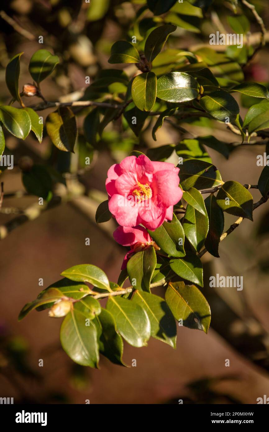 Beautiful Camellia x Williamsii ‘ George Blandford’, Natural close-up flower portrait Stock Photo