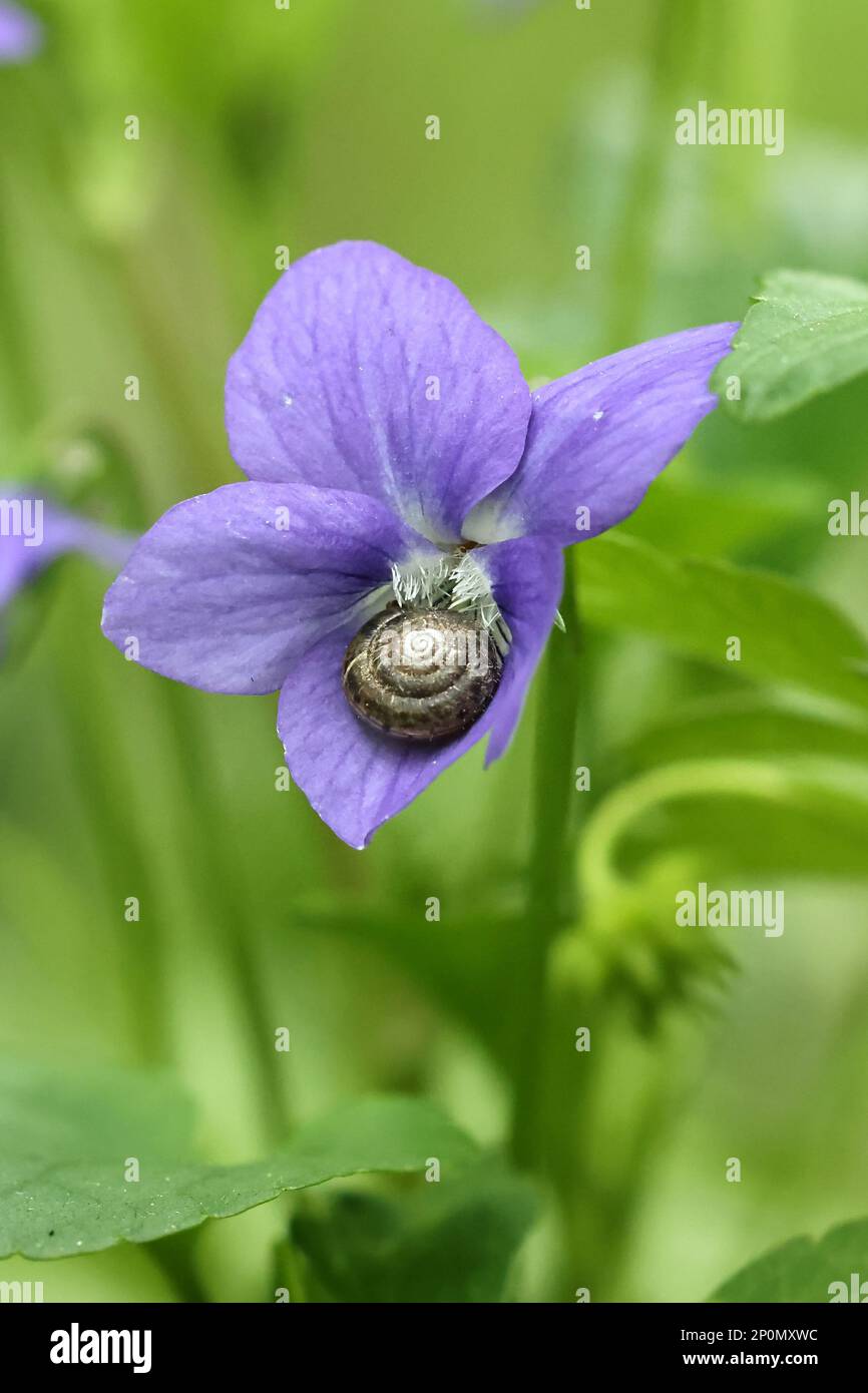Trochulus hispidus, also called Trichia hispida, commonly known as hairy snail, feeding on heath violet Stock Photo