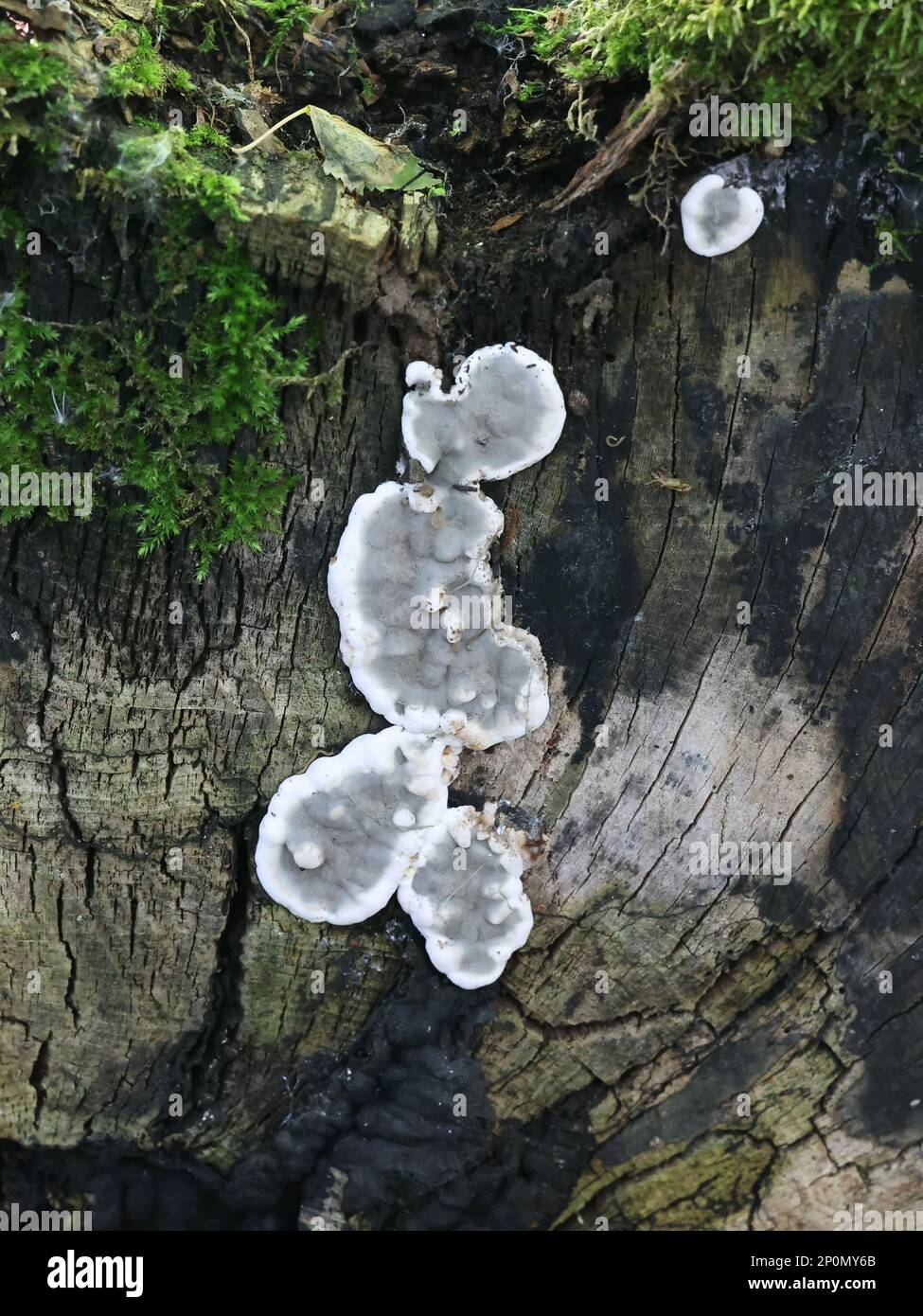 Kretzschmaria deusta, commonly known as brittle cinder fungus, a major
