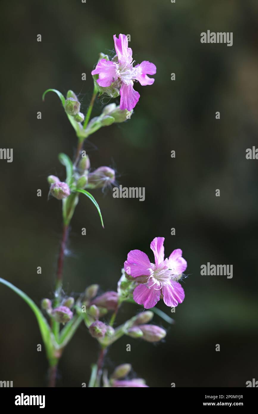 Viscaria vulgaris, also called Silene viscaria, commonly known as Sticky catchfly, Clammy campion, or Red german catchfly, wild flower from Finland Stock Photo