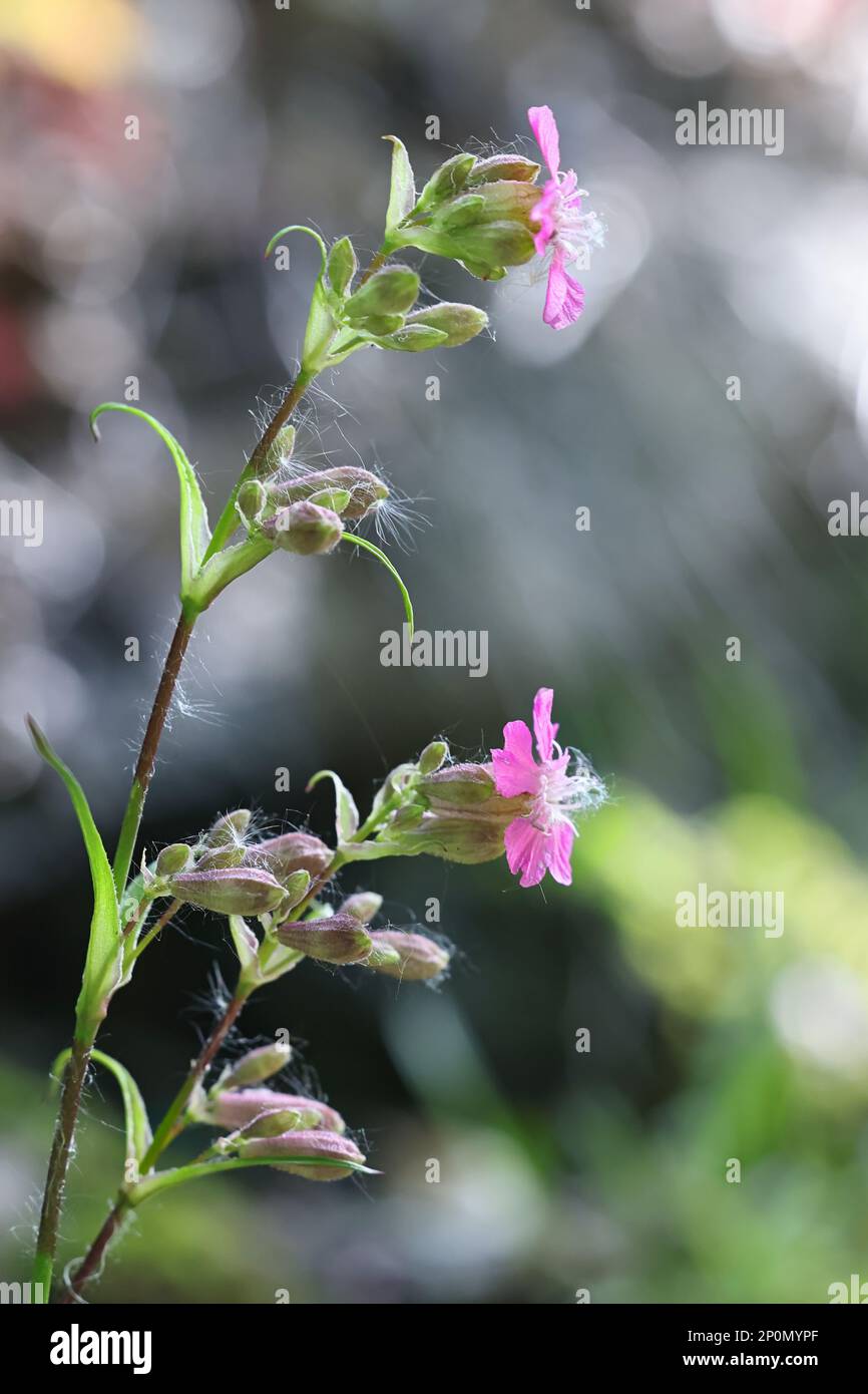 Viscaria vulgaris, also called Silene viscaria, commonly known as Sticky catchfly, Clammy campion, or Red german catchfly, wild flower from Finland Stock Photo