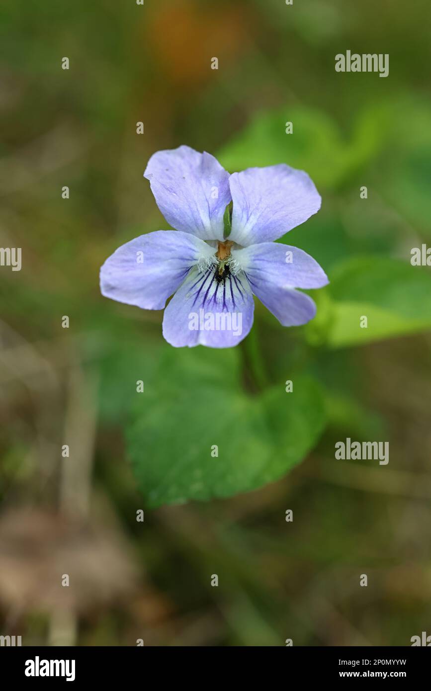 Viola riviniana, known as common dog violet oe wood violet, wild flower from Finland Stock Photo