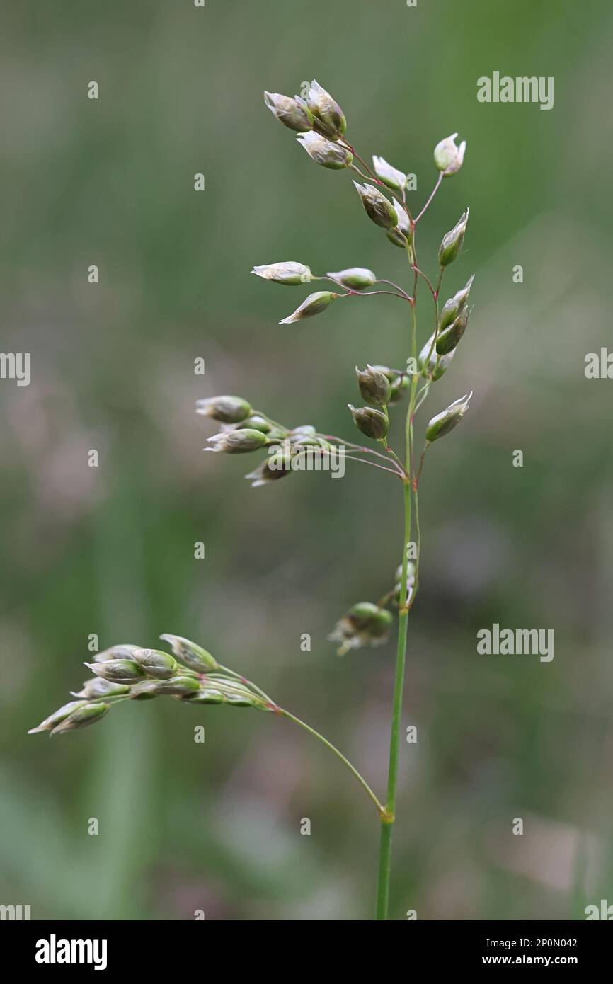 Sweetgrass hi-res stock photography and images - Alamy