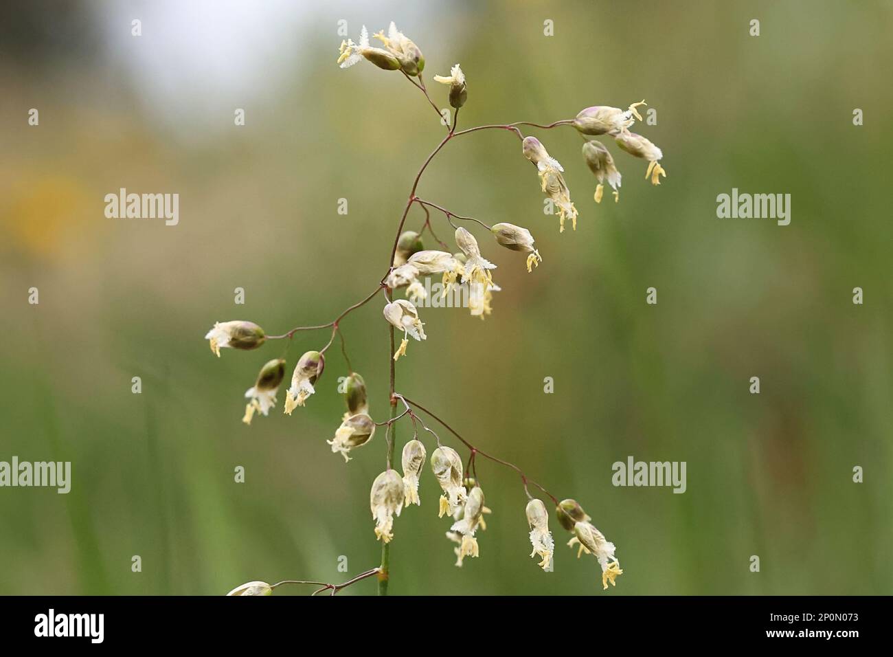 Anthoxanthum hirtum, previously Hierochloe odorata, commonly known as northern sweetgrass, wild plant from Finland Stock Photo
