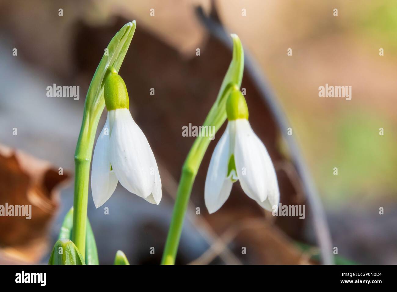 Pair of tiny snowdrops flowers in spring. First spring flowers Stock Photo