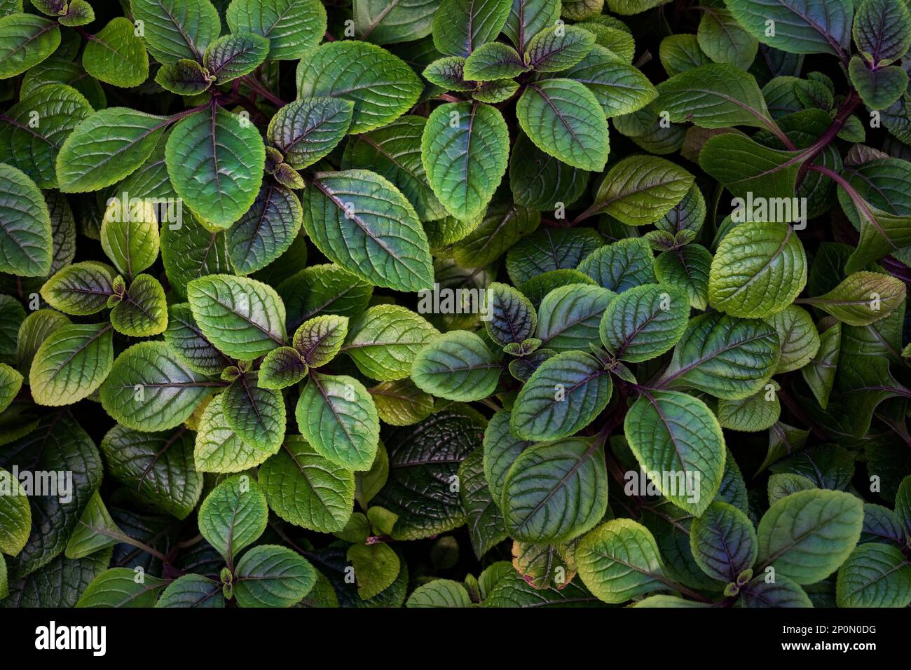 Green leaves background. Colorful nature texture Stock Photo