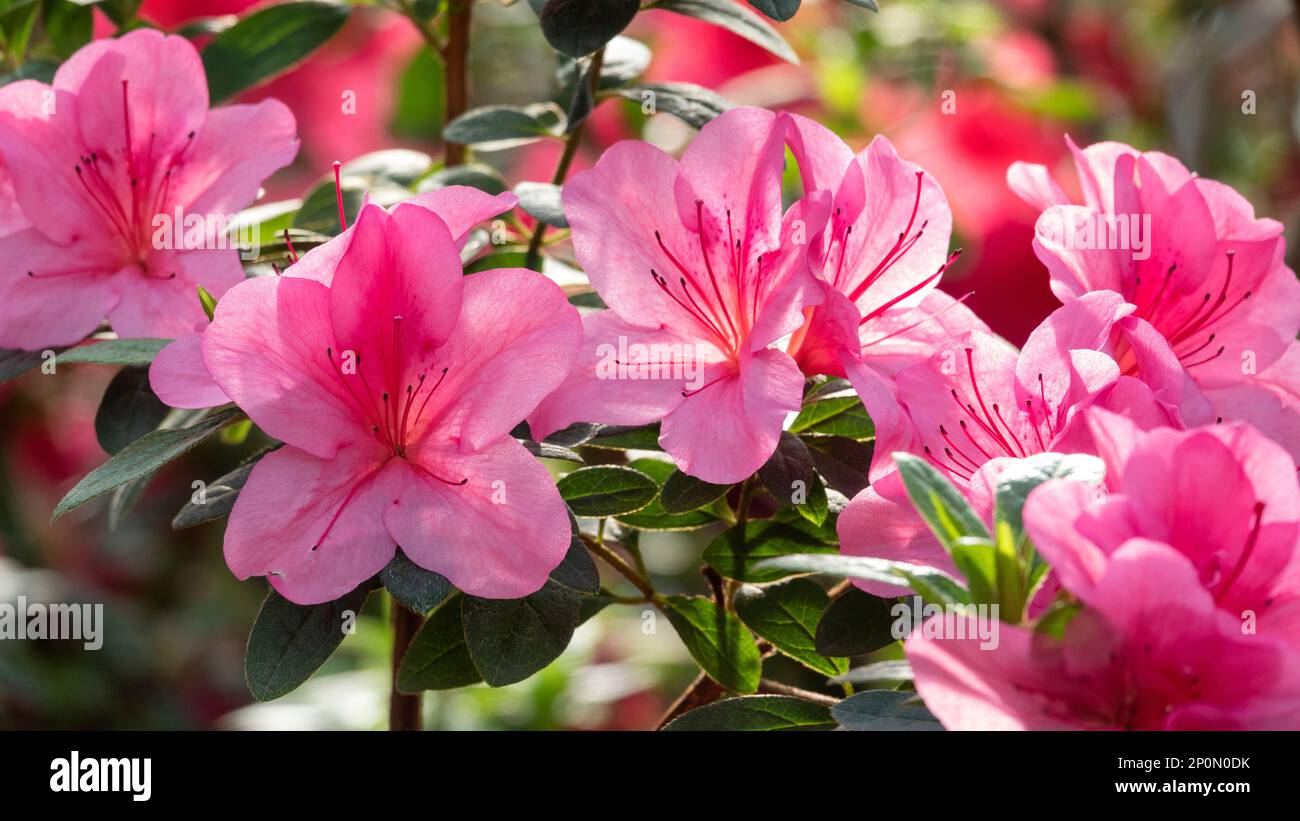 Beautiful flower header. Pano photo of pink azalea flowers Stock Photo