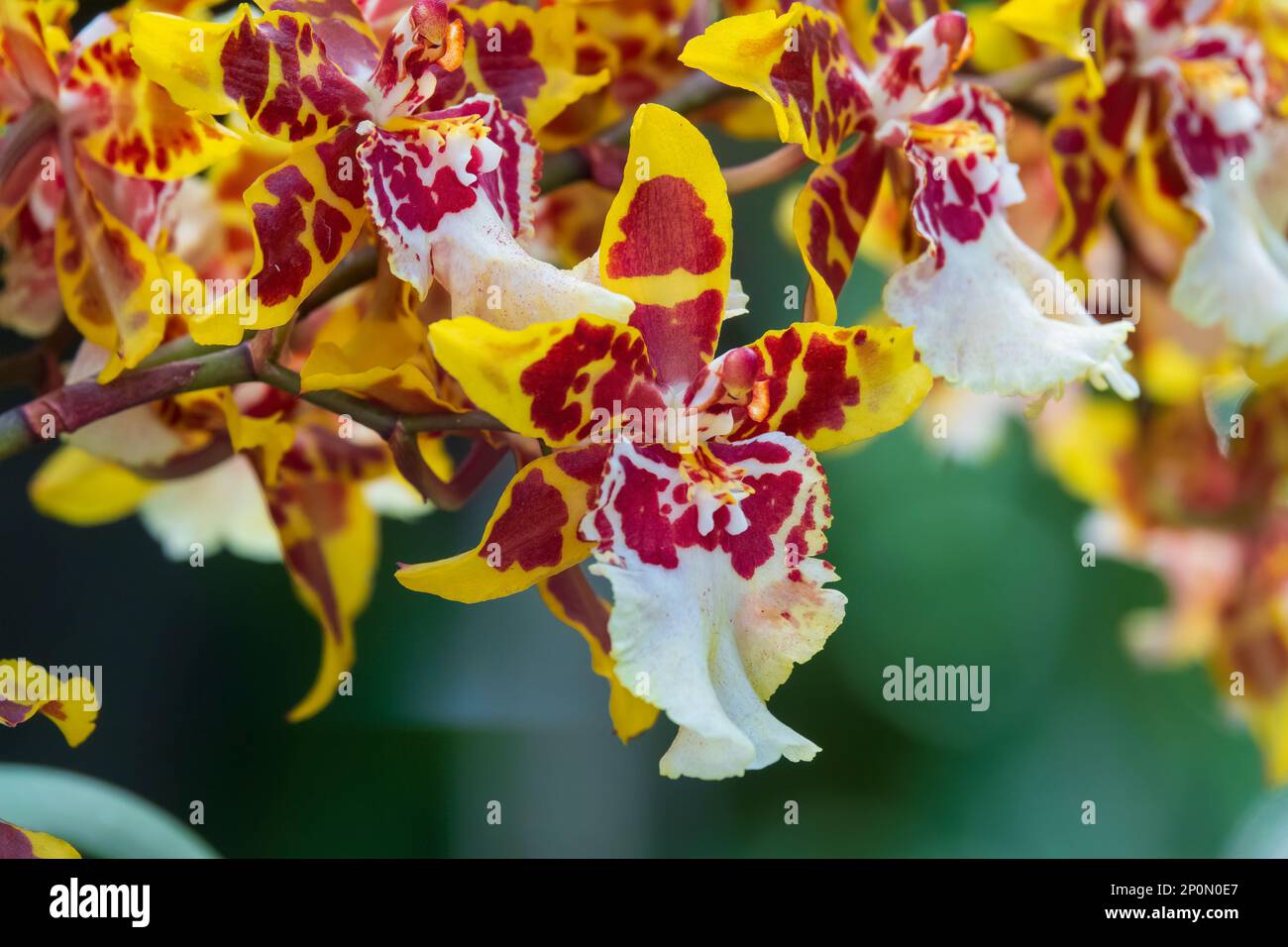 Colorful tiger orchid flowers. Yellow exotic flowers close up Stock Photo
