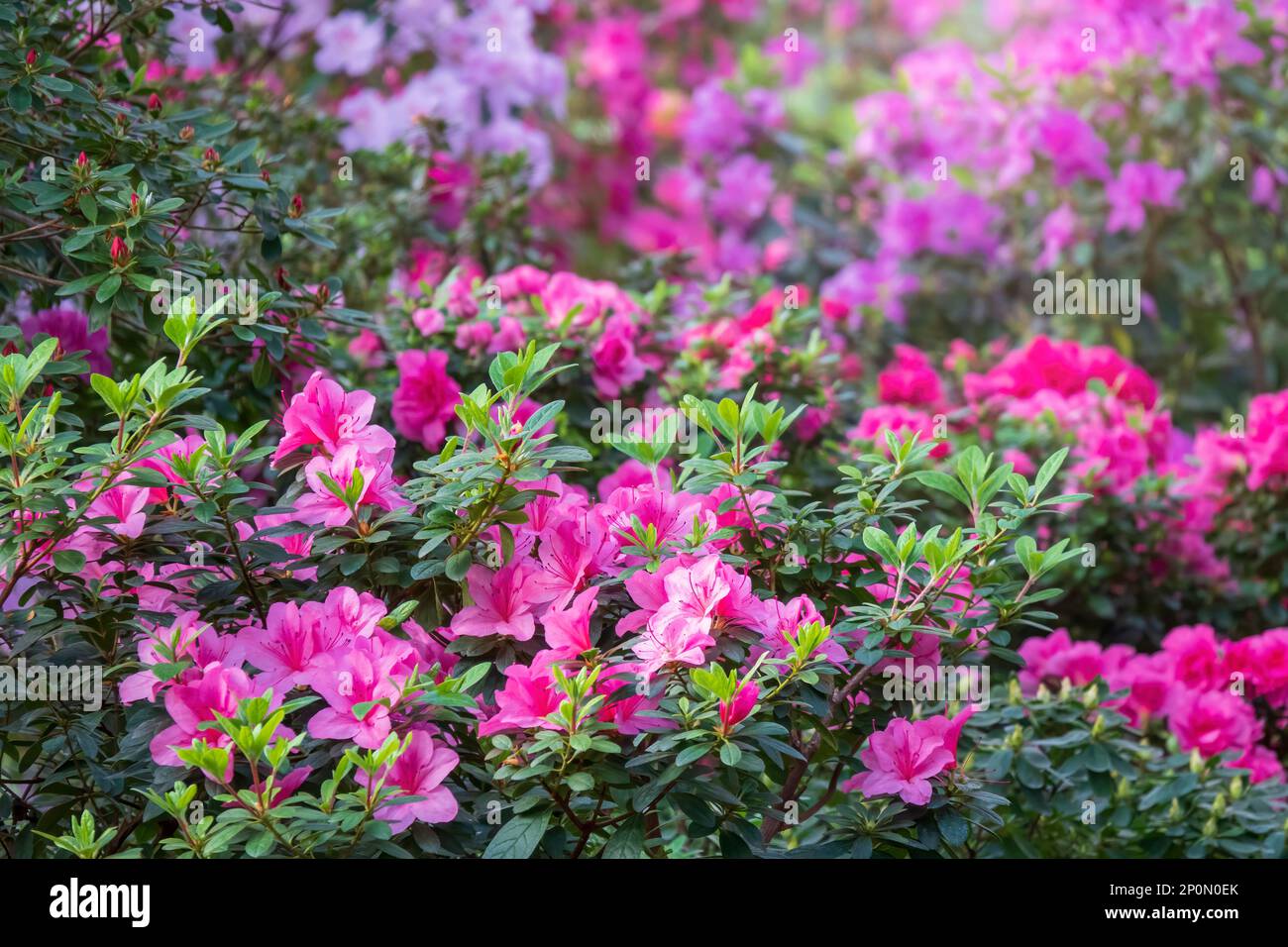 Colorful flower garden. Blooming azalea and rhododendron flowers. Selective focus Stock Photo