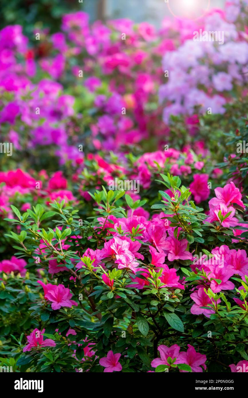 Beautiful flower background. Vertical photo, selective focus. Stock Photo