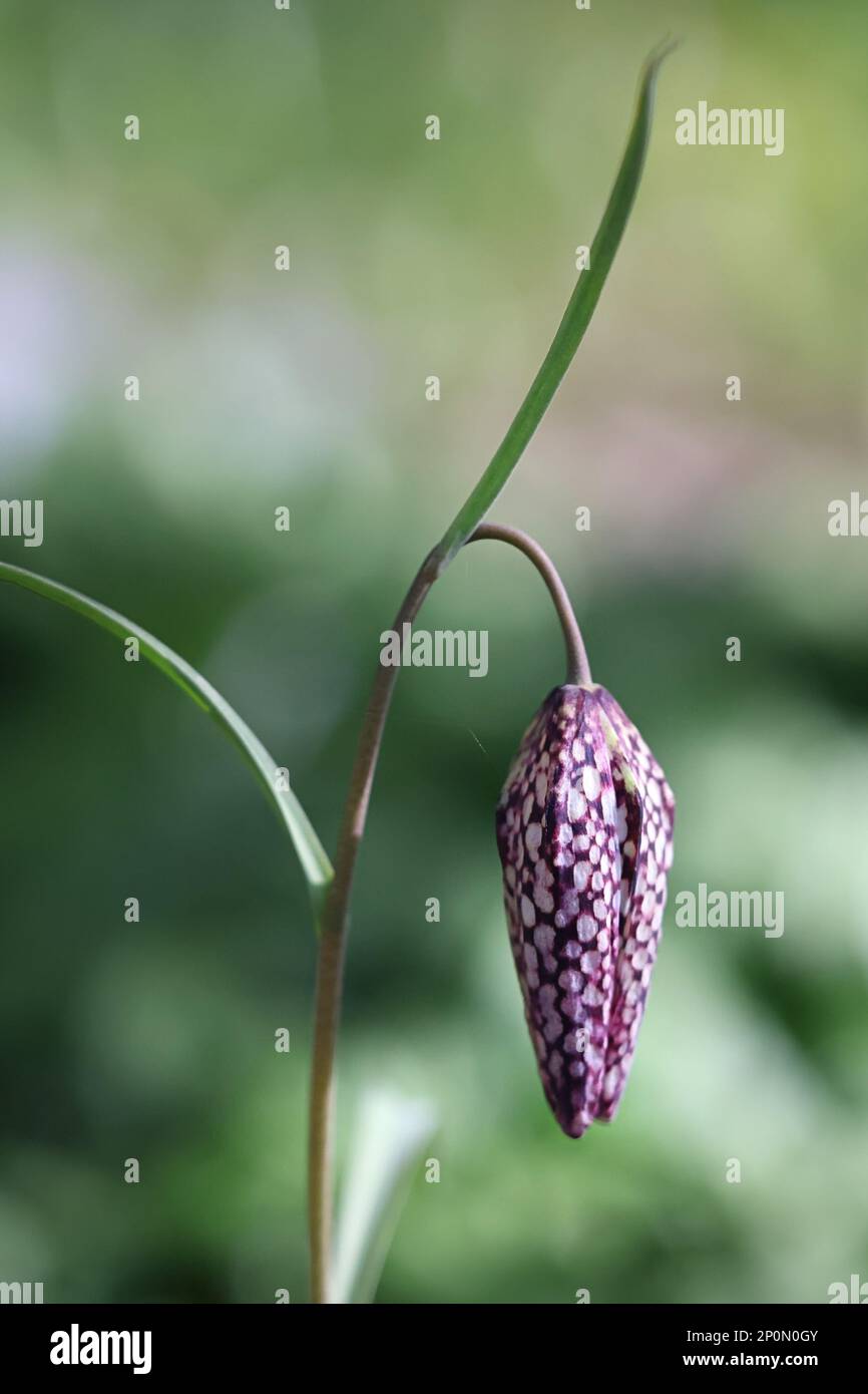 Fritillaria meleagris, commonly known as Snakeshead lily, Checkered daffodil, Chequered lily or Chess flower, spring flower from Finland Stock Photo