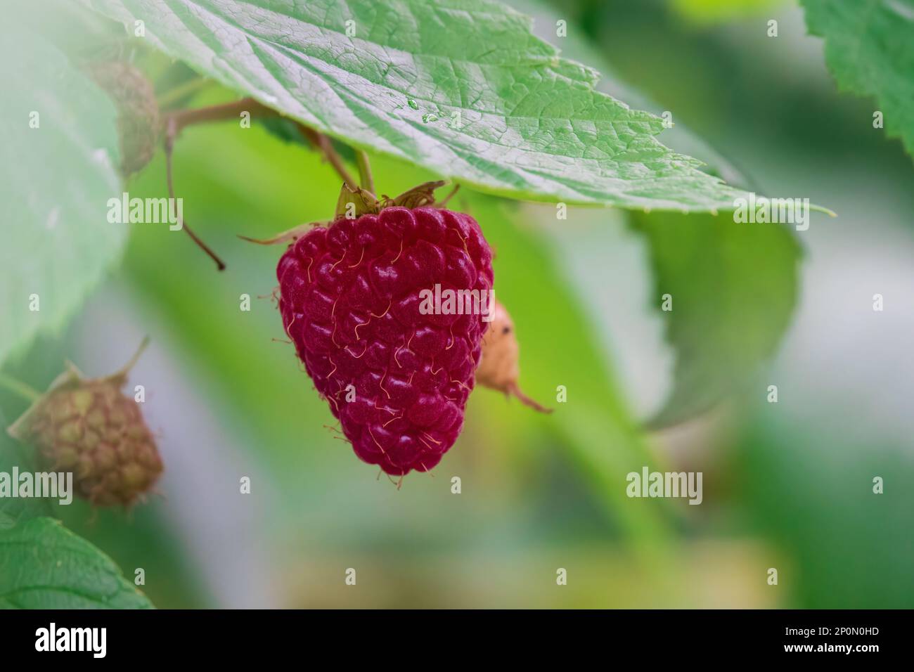 Big ripe raspberry on the branch. Delicious garden berry. Selective focus on berry Stock Photo