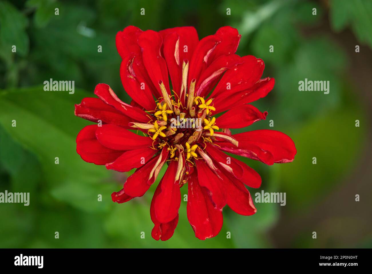 Exotic red flower. Red zinnia flower on green background Stock Photo