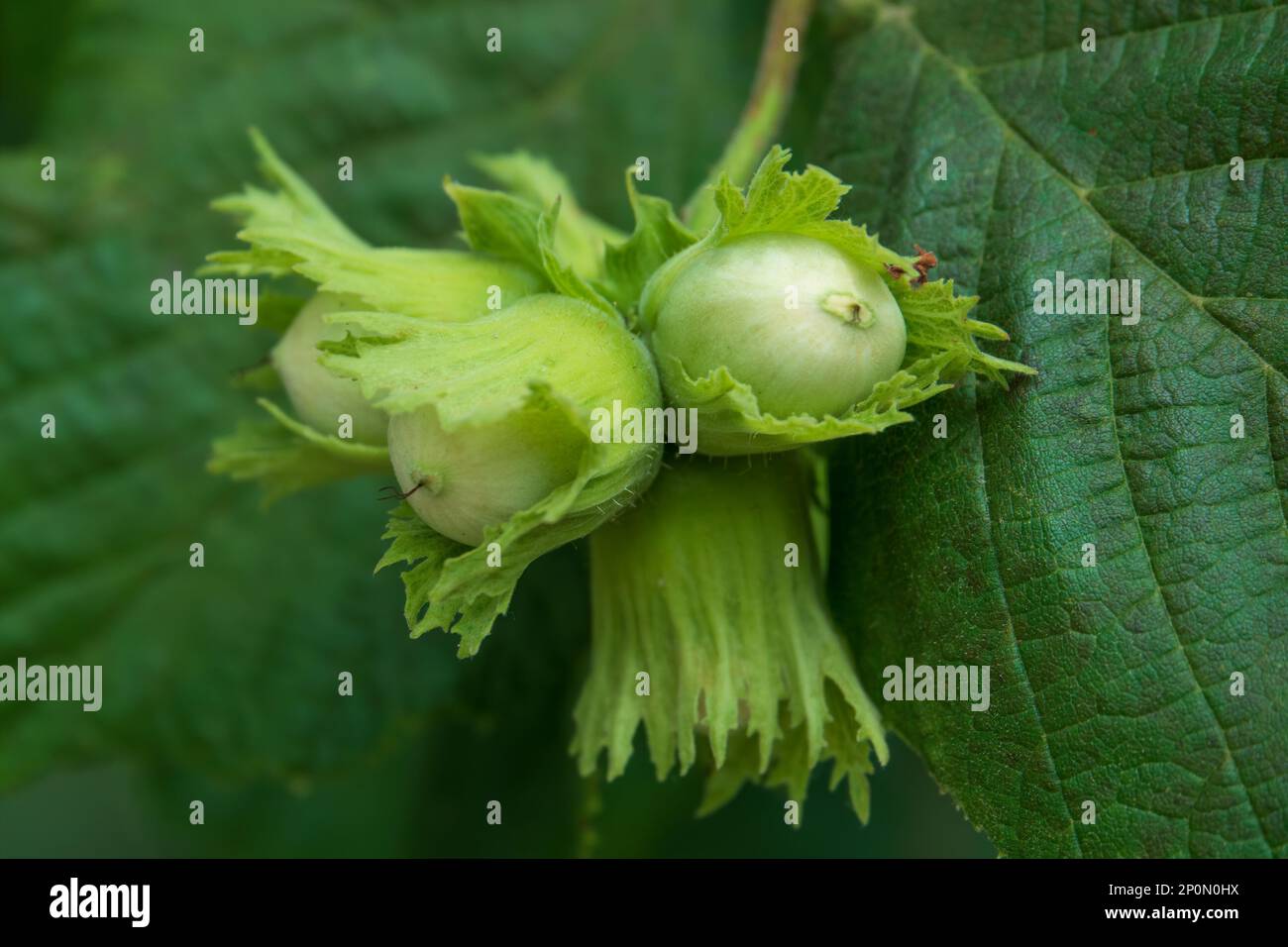 Young hazelnuts growing on the branch. Birth of popular kernel snack Stock Photo