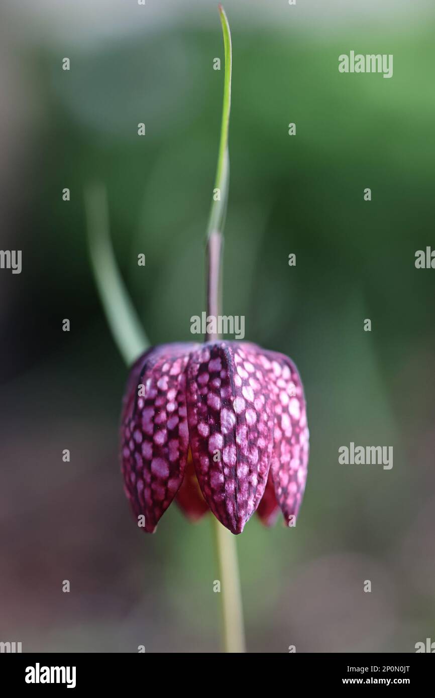 Fritillaria meleagris, commonly known as Snakeshead lily, Checkered daffodil, Chequered lily or Chess flower, spring flower from Finland Stock Photo