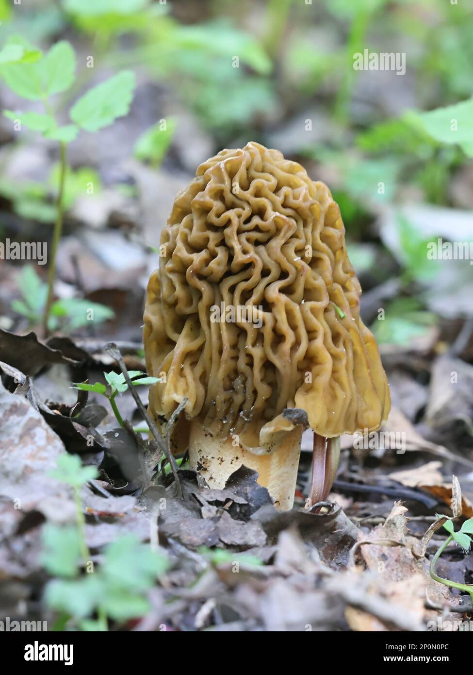Verpa bohemica, known as the early morel, early false morel) or the wrinkled thimblecap, wild