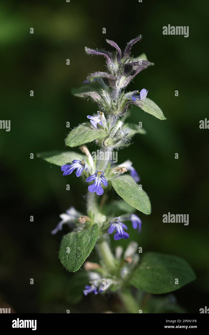 Ajuga reptans, commonly known as blue bugle,  bugleherb, creeping bugleweed or carpetweed, wild plant from Finland Stock Photo