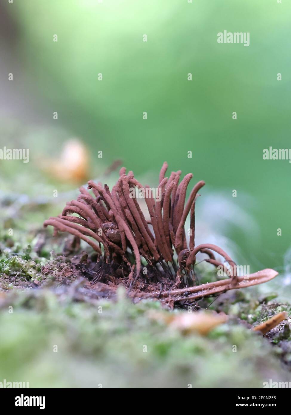 Stemonitis axifera, known as the chocolate tube slime mold, myxomycete from Finland Stock Photo