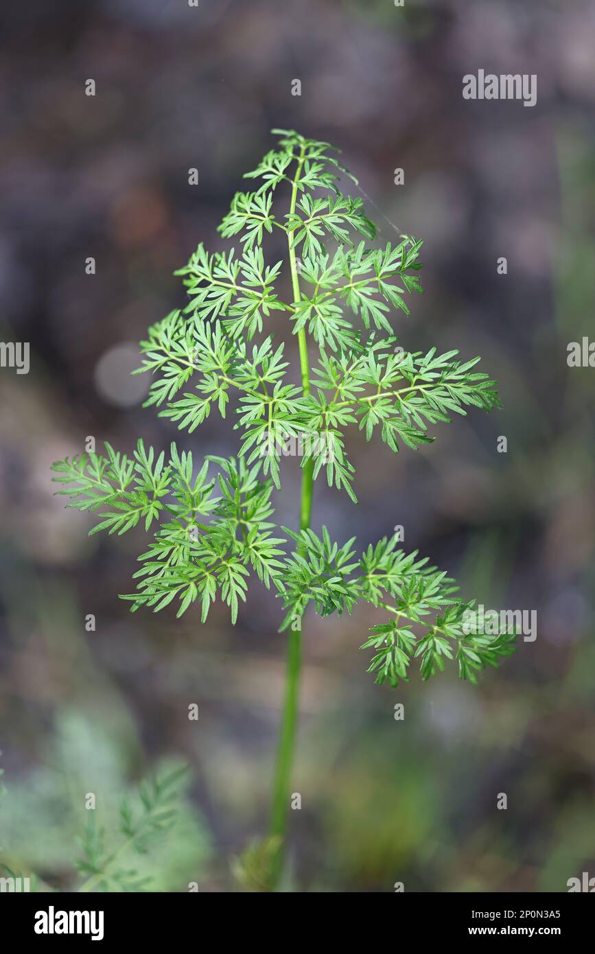 Milk-parsley, Peucedanum palustre, also known as Hogfennel, Marsh hog’s fennel or Milk parsley, wild plant from Finland Stock Photo