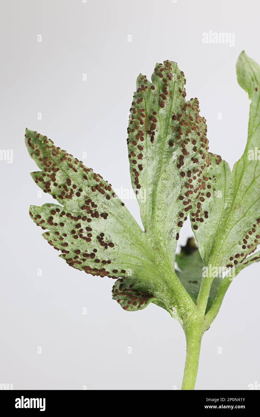 Tranzschelia anemones, a rust fungus infecting leaves of wood anemone