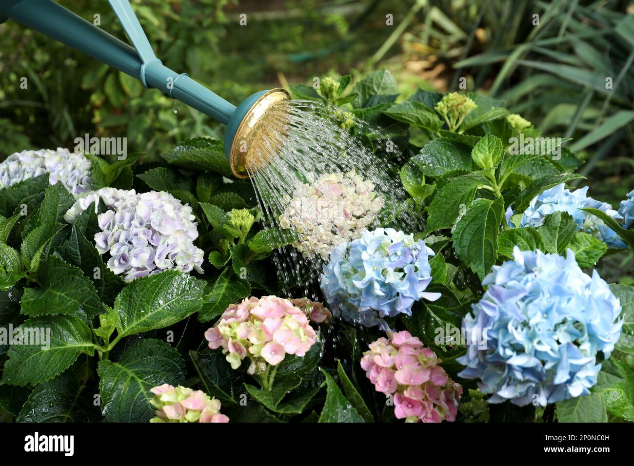 Watering beautiful blooming hortensia plants in garden Stock Photo