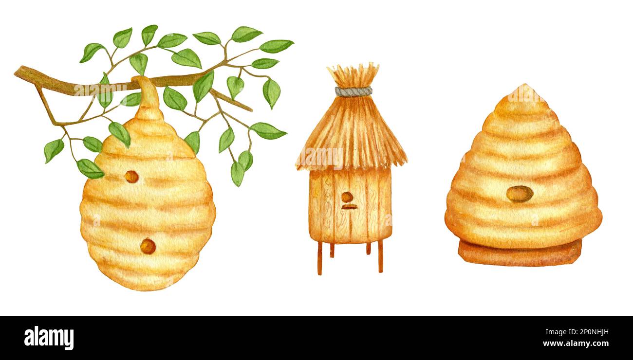 Set With Bee Hives. Watercolor Wooden Beehive, Wild Beehive on Tree Branch. The illustration is painted by hand Stock Photo