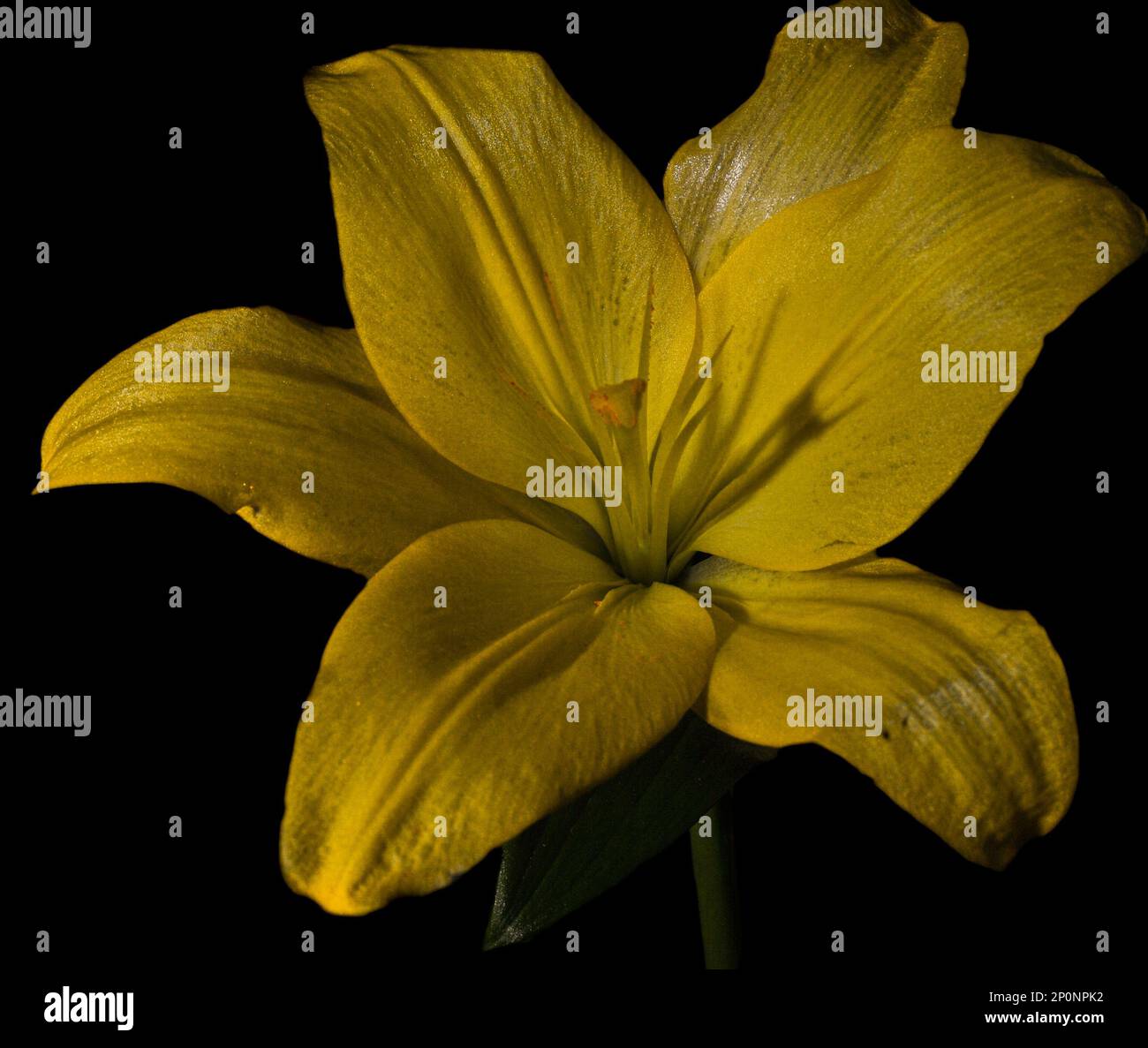 Black background vivid colour hi res stock photography and images alamy