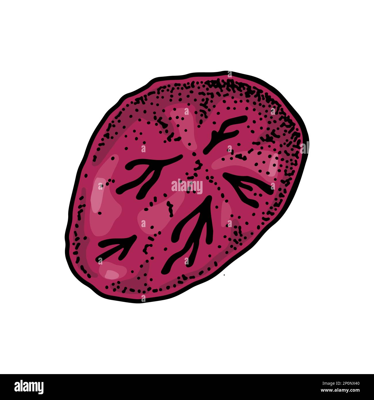 Reticulocyte blood cell isolated on white background. Hand drawn scientific microbiology vector illustration in sketch style Stock Vector