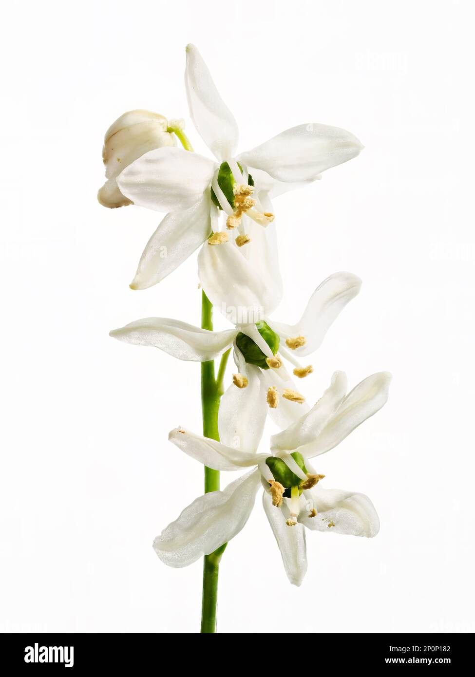 Three Snowdrop flowers, (Galanthus nivalis), on a single stem, photographed against a white background Stock Photo