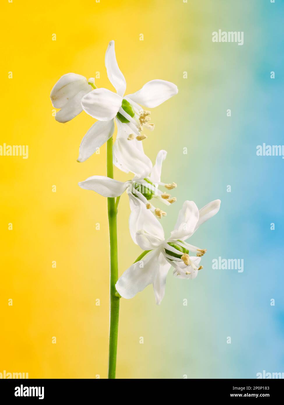 Three Snowdrop flowers, (Galanthus nivalis), on a single stem, photographed against a colourful background Stock Photo