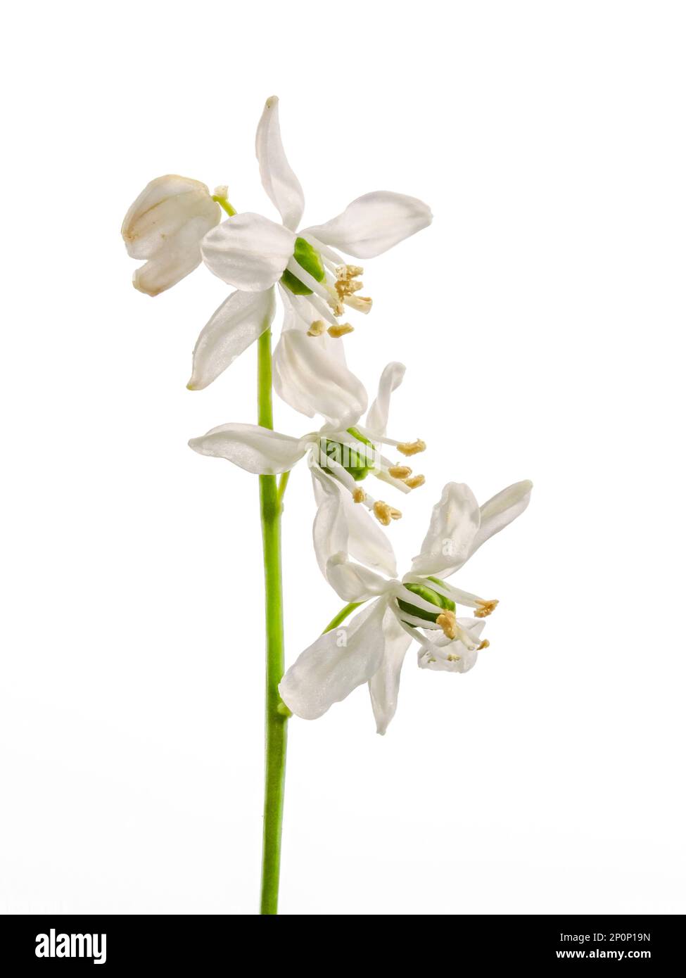 Three Snowdrop flowers, (Galanthus nivalis), on a single stem, photographed against a white background Stock Photo
