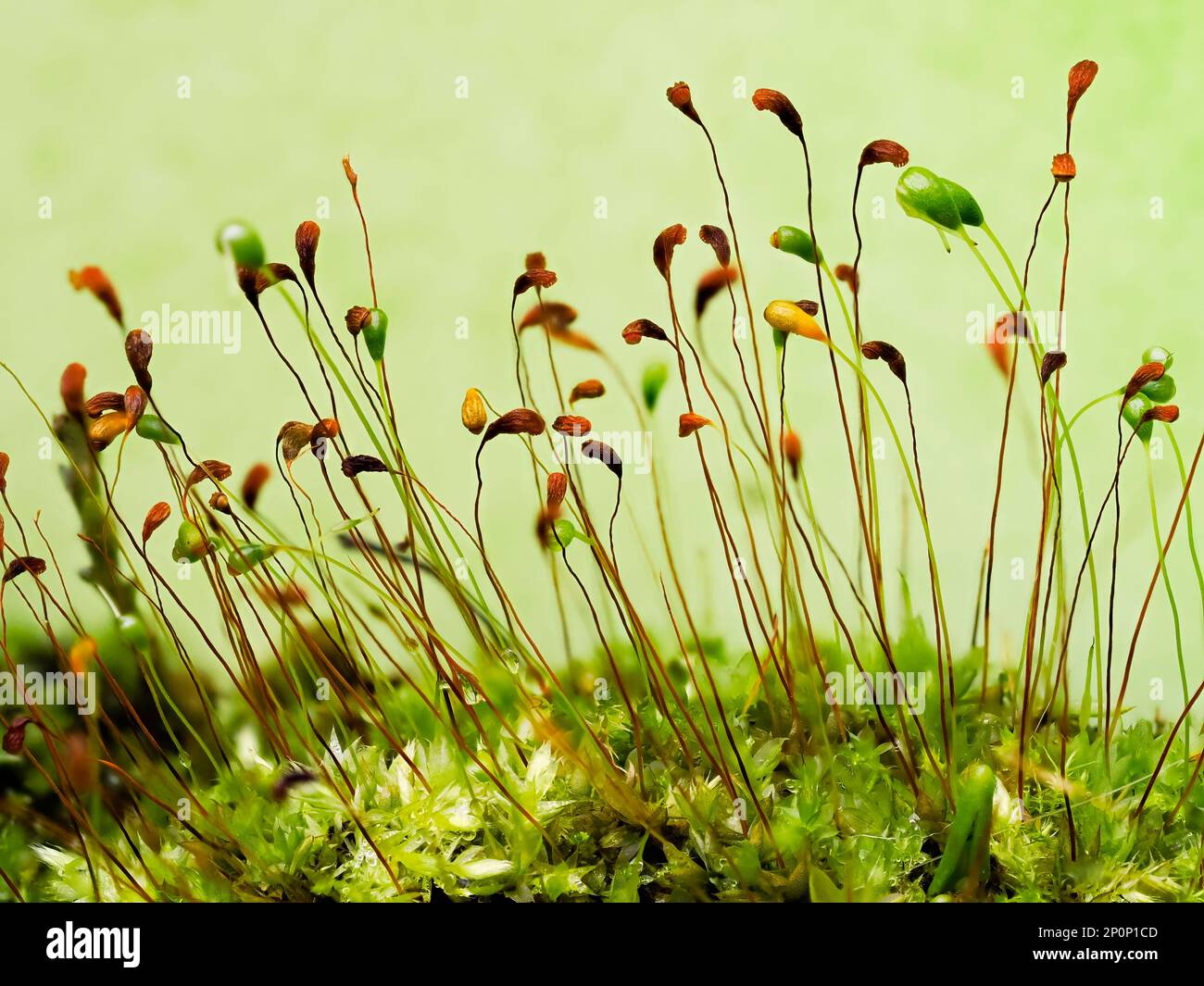 Seed heads off moss against a plain green background Stock Photo