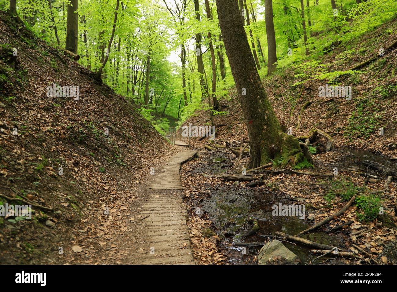 Hiking trail, wooden plank away, in the wild and romantic gorge ...