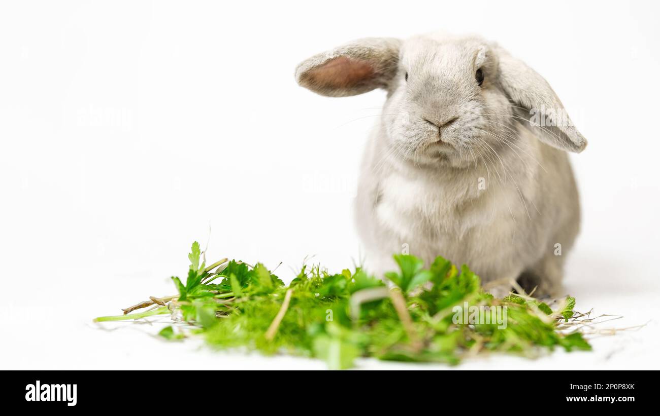 Portrait of a decorative domestic bunny or rabbit in gray, ash color on a  white background. In the frame, food, green food for the rabbit Stock Photo  - Alamy