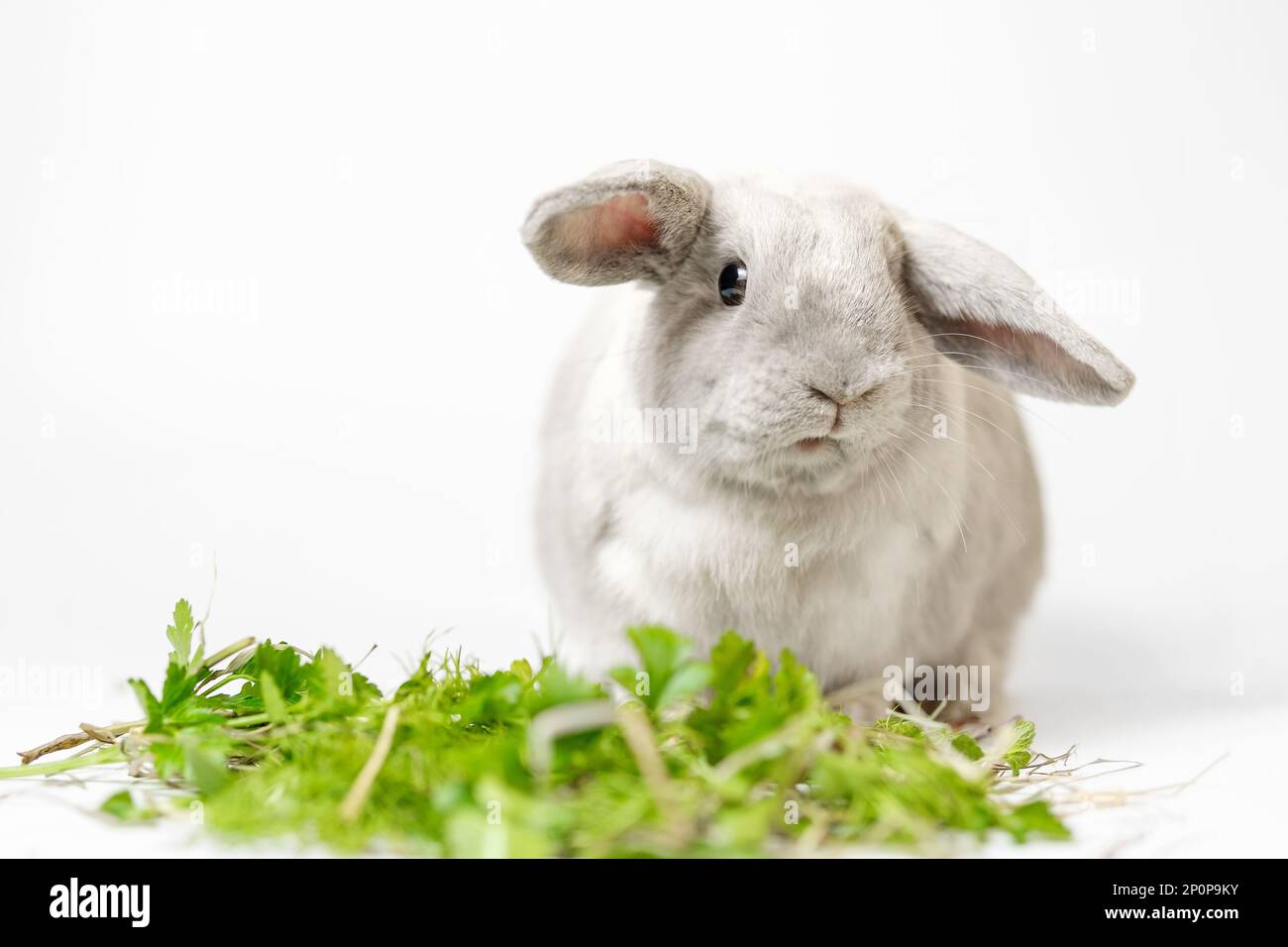 Rabbit on a white background, focus on the rabbit. Gray dwarf breed. Stock Photo