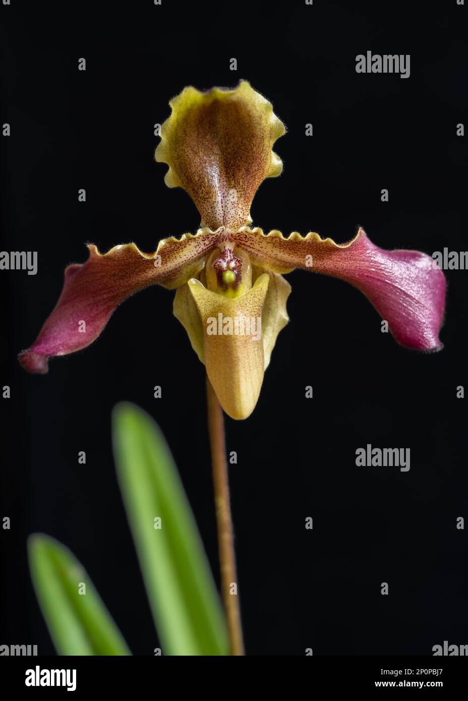 Closeup view of yellow green and purple red flower of lady slipper orchid species paphiopedilum hirsutissimum esquirolei isolated on black background Stock Photo