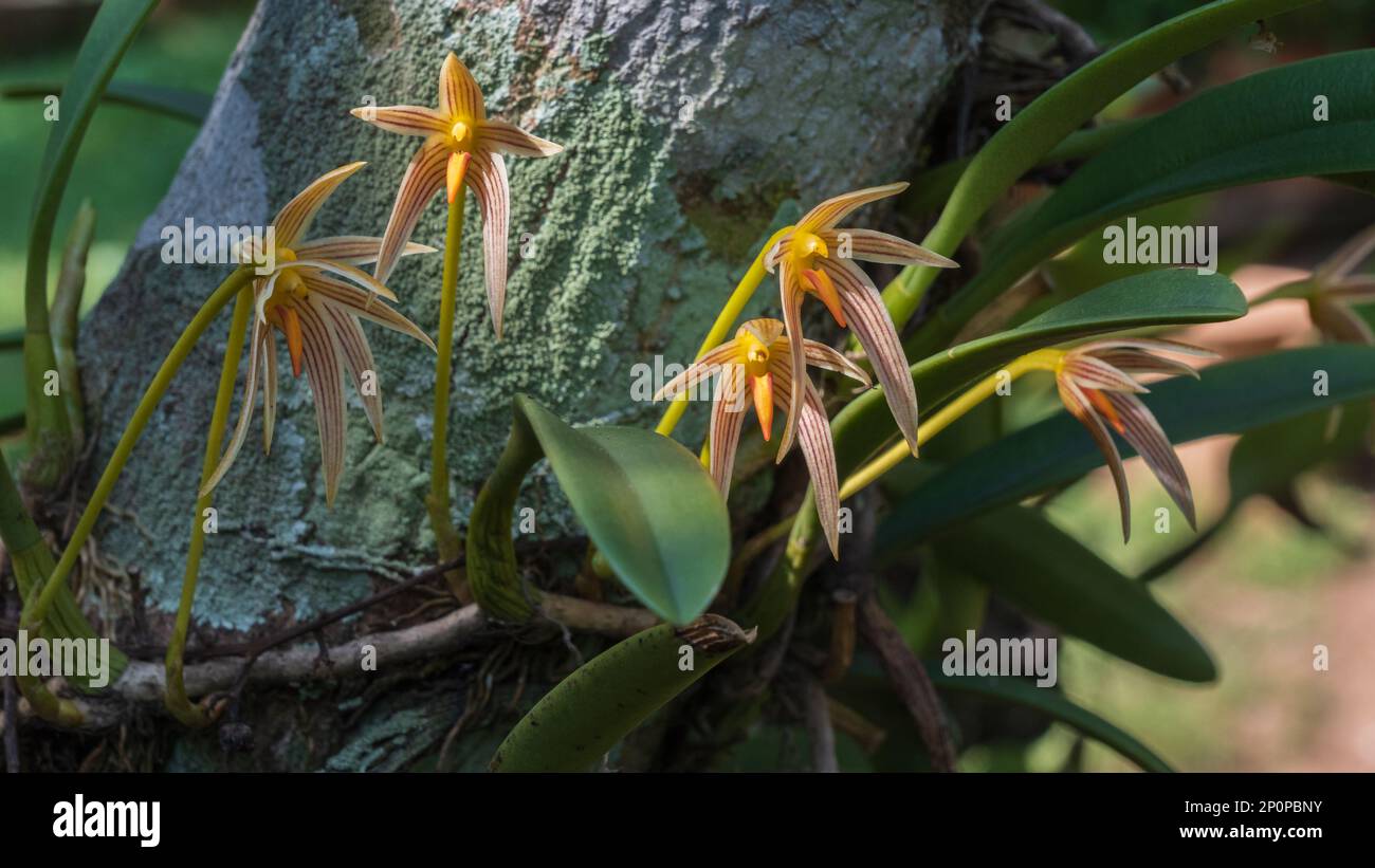 Closeup view of colorful epiphytic orchid species bulbophyllum affine flowers blooming outdoors on natural background Stock Photo
